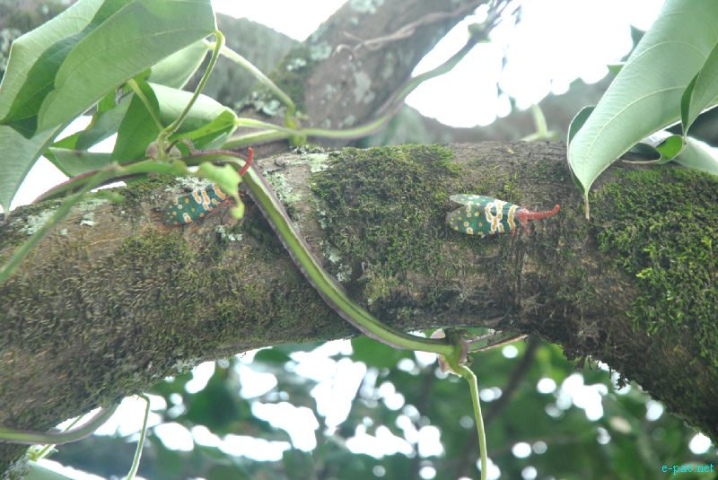 Flora and Fauna found in and nearby Langol Hills, Imphal :: 12th August 2012