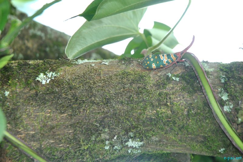 Flora and Fauna found in and nearby Langol Hills, Imphal :: 12th August 2012