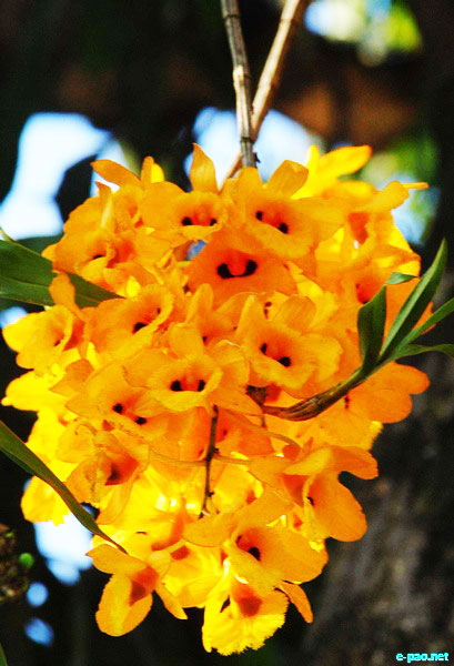  Khonggumelei - Golden-coloured Manipuri Urei (orchid) 