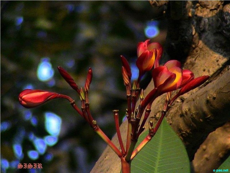Flora Pictures from Manipur as taken by Sisir Banga  :: 2012