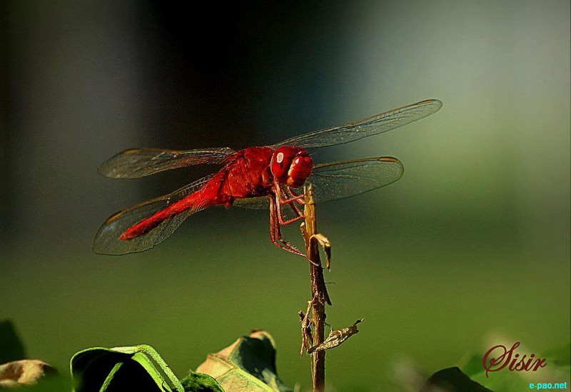 Insects as taken by Sisir Banga  :: November 2012