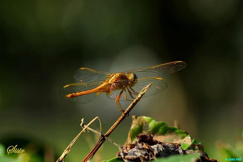 Insects as taken by Sisir Banga  :: November 2012