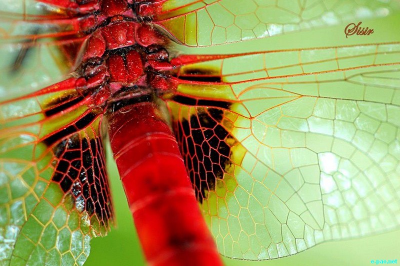 Insects as taken by Sisir Banga  :: November 2012