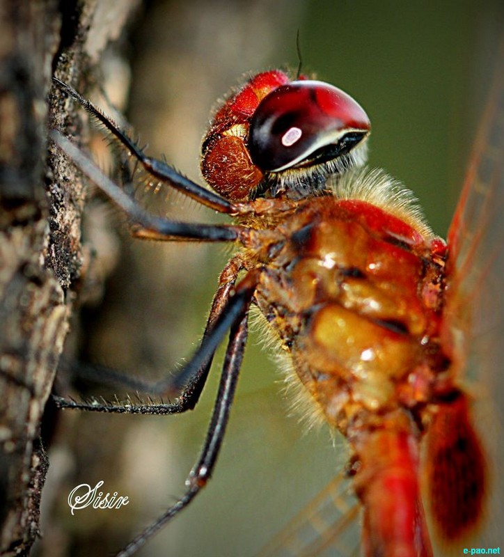 Insects as taken by Sisir Banga  :: November 2012