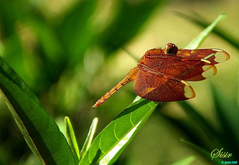 Insects as taken by Sisir Banga  :: November 2012
