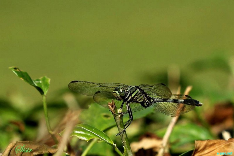 Insects as taken by Sisir Banga  :: November 2012