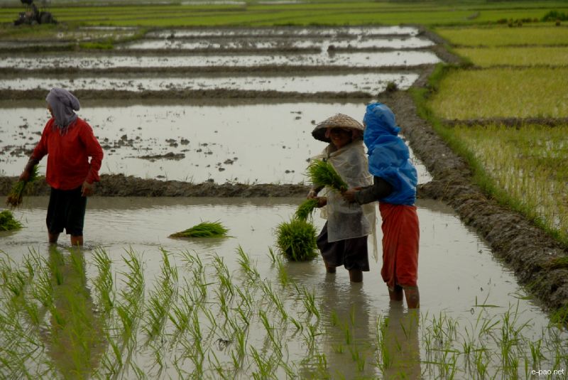 Women planting rice at a Paddy Field :: June 2010