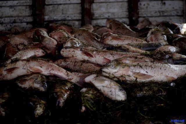 Fish Fair and Fish Crop Competition 2011 at Hatta Kangjeibung :: 27 October 2011