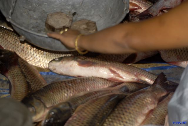 Fish Fair and Fish Crop Competition 2011 at Hatta Kangjeibung :: 27 October 2011