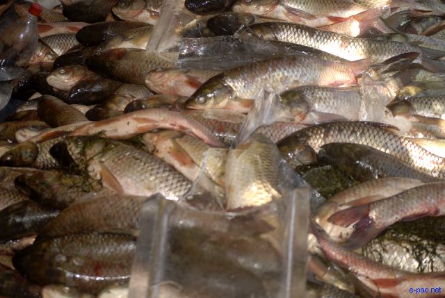 Fish Fair and Fish Crop Competition 2011 at Hatta Kangjeibung :: 27 October 2011