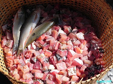 Fish (Rou and others) preparation as part of Ningol Chakkouba :: October 2011