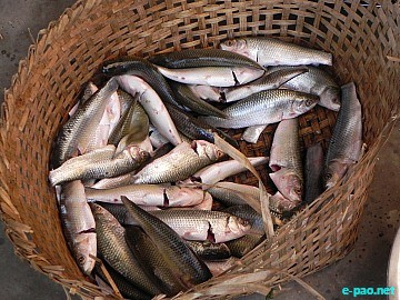 Fish (Rou and others) preparation as part of Ningol Chakkouba :: October 2011