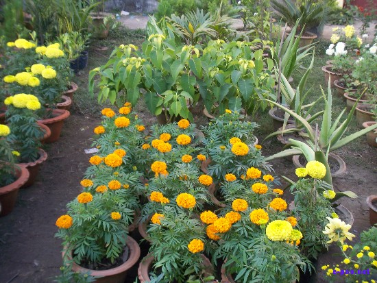 Flower Exhibition at GM Hall :: November 2008
