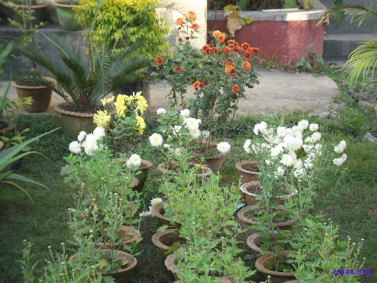 Flower Exhibition at GM Hall :: November 2008