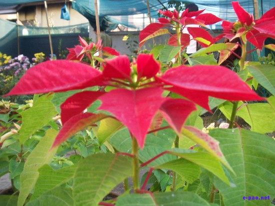 Flower Exhibition at GM Hall :: November 2008
