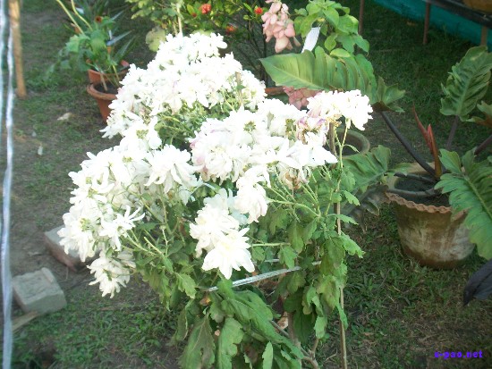 Flower Exhibition at GM Hall :: November 2008