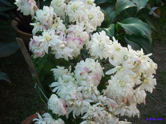 Flower Exhibition at GM Hall :: November 2008