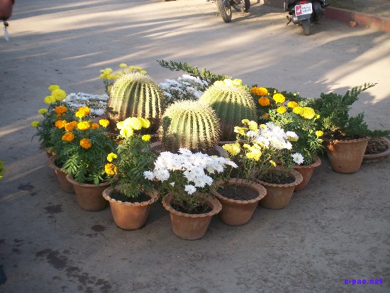 Flower Exhibition at GM Hall :: November 2008