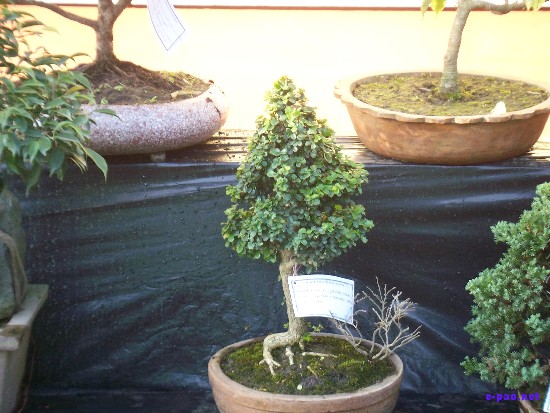 Flower Exhibition at GM Hall :: November 2008