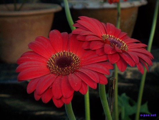 Flower Exhibition at GM Hall :: November 2008