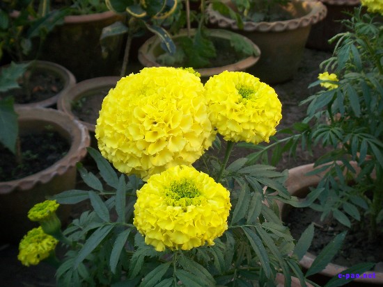 Flower Exhibition at GM Hall :: November 2008