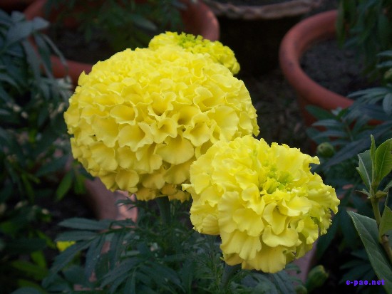 Flower Exhibition at GM Hall :: November 2008
