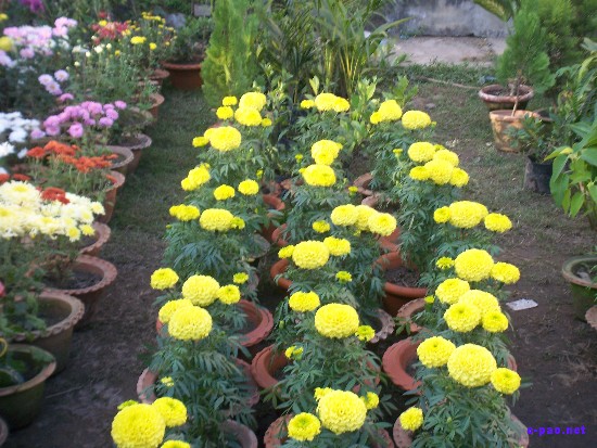 Flower Exhibition at GM Hall :: November 2008