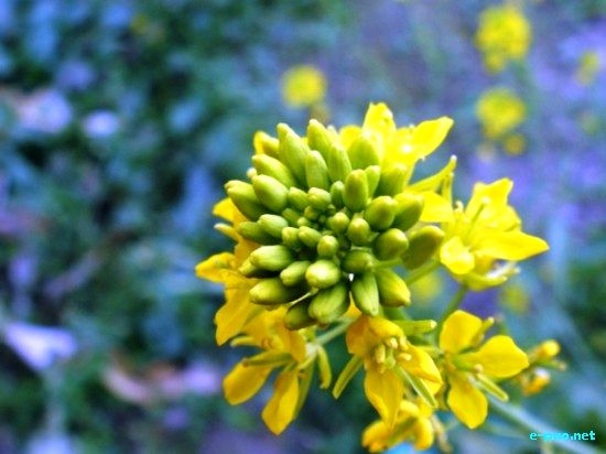 Flora of Manipur :: 2009