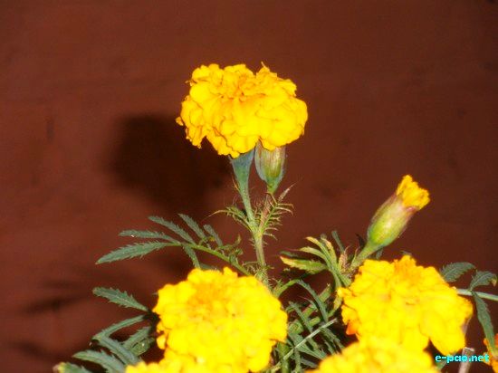 Flora of Manipur :: 2009