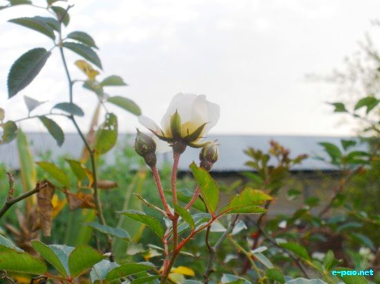 Flora of Manipur :: 2009