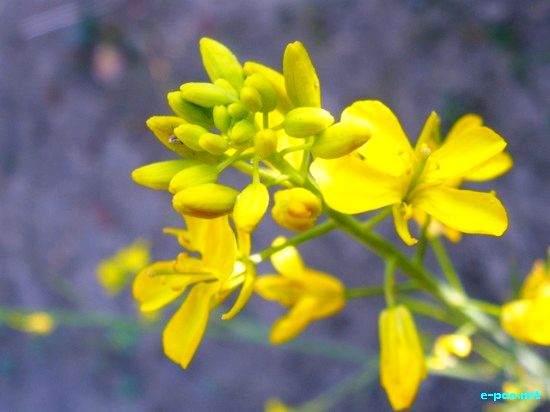 Flora of Manipur :: 2009