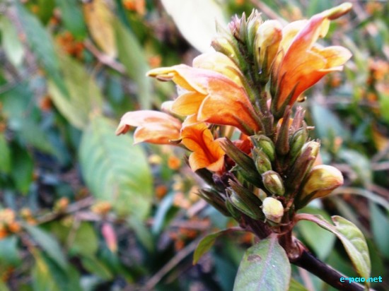 Flora of Manipur :: 2009