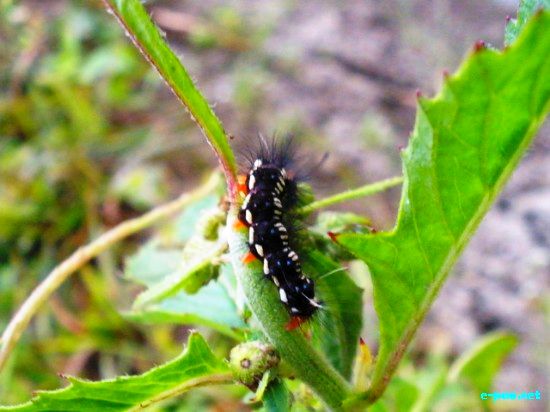 Flora of Manipur :: 2009