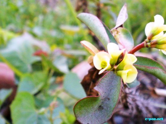 Flora of Manipur :: 2009