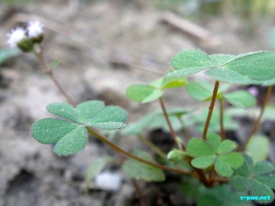 Flora of Manipur :: 2009
