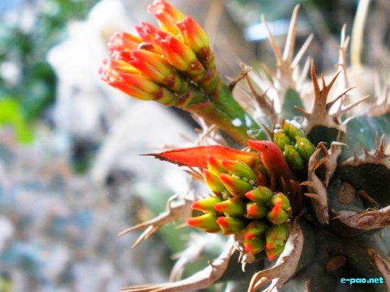 Flora of Manipur :: 2009