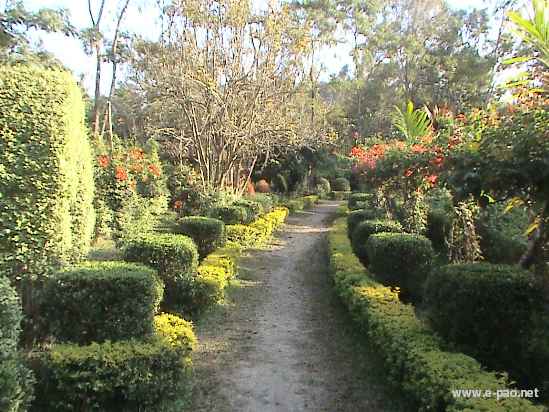 Asheiningthou Garden @ Mantripukri :: 2008