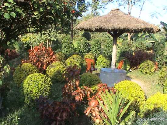 Asheiningthou Garden @ Mantripukri :: 2008