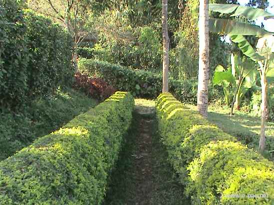 Asheiningthou Garden @ Mantripukri :: 2008
