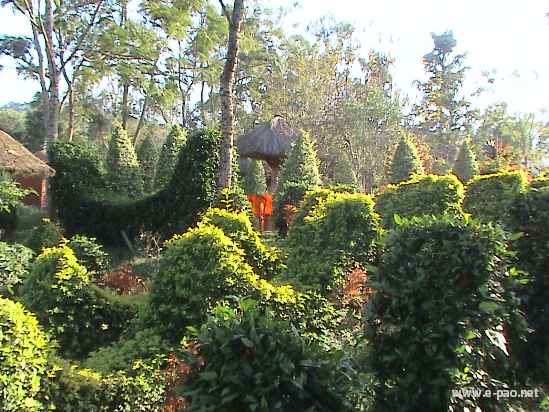 Asheiningthou Garden @ Mantripukri :: 2008