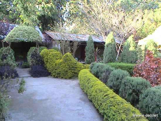 Asheiningthou Garden @ Mantripukri :: 2008