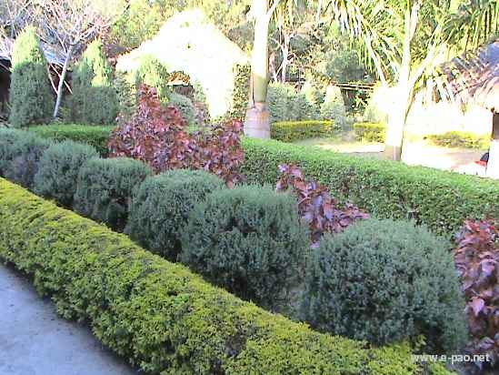 Asheiningthou Garden @ Mantripukri :: 2008