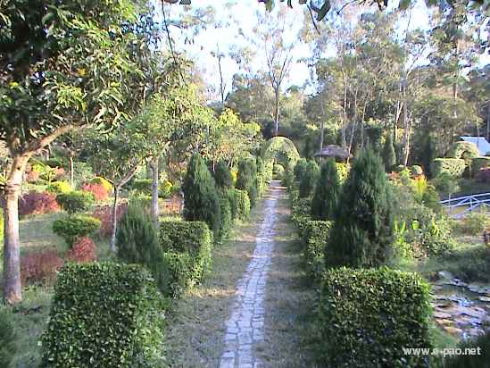 Asheiningthou Garden @ Mantripukri :: 2008