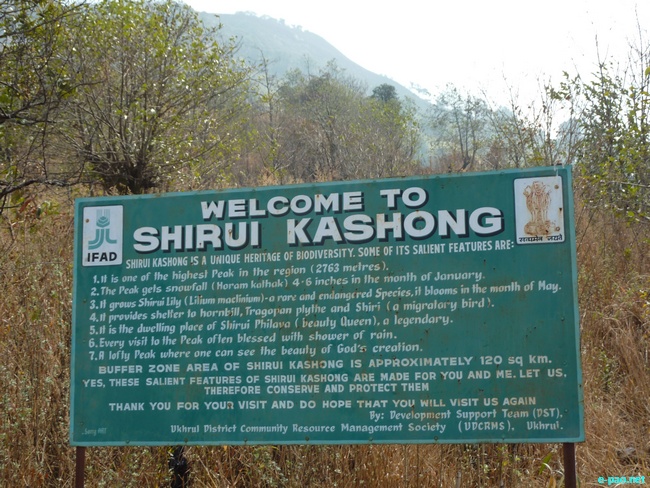 Shirui Kashong (Hill) in Ukhrul :: March 2010