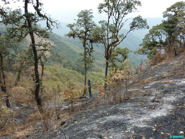 Shirui Kashong (Hill) in Ukhrul :: March 2010