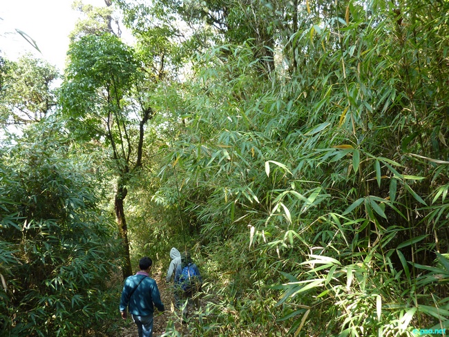 Shirui Kashong (Hill) in Ukhrul :: March 2010