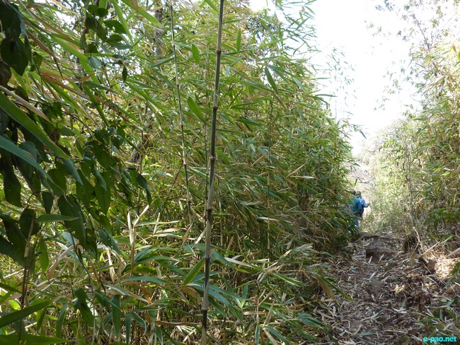 Shirui Kashong (Hill) in Ukhrul :: March 2010