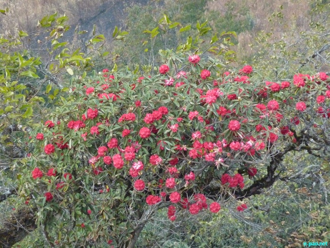 Shirui Kashong (Hill) in Ukhrul :: March 2010