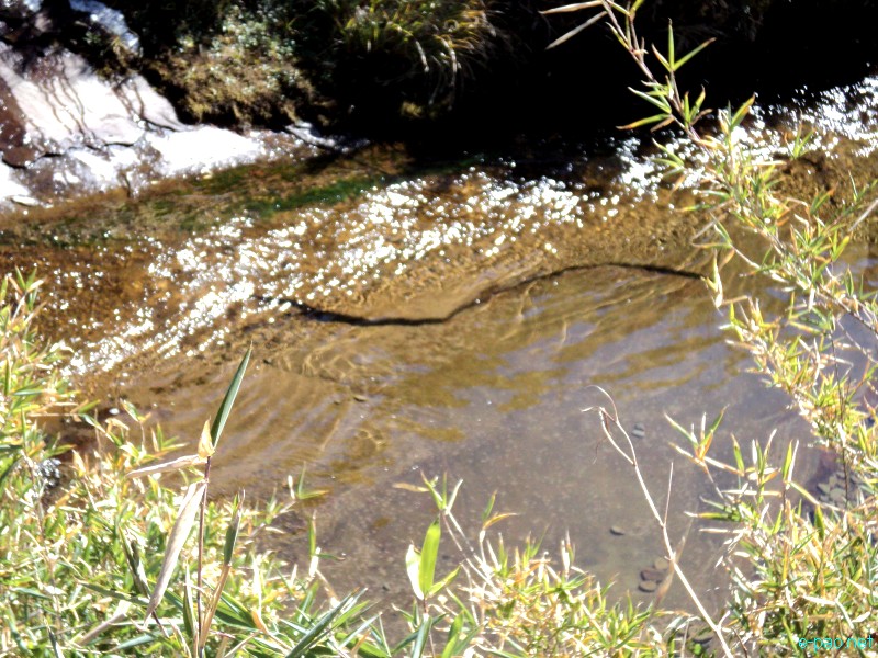 Dzuko Valley trip /  Exploration  during Sangai Tourism Festival 2012 :: November 2012