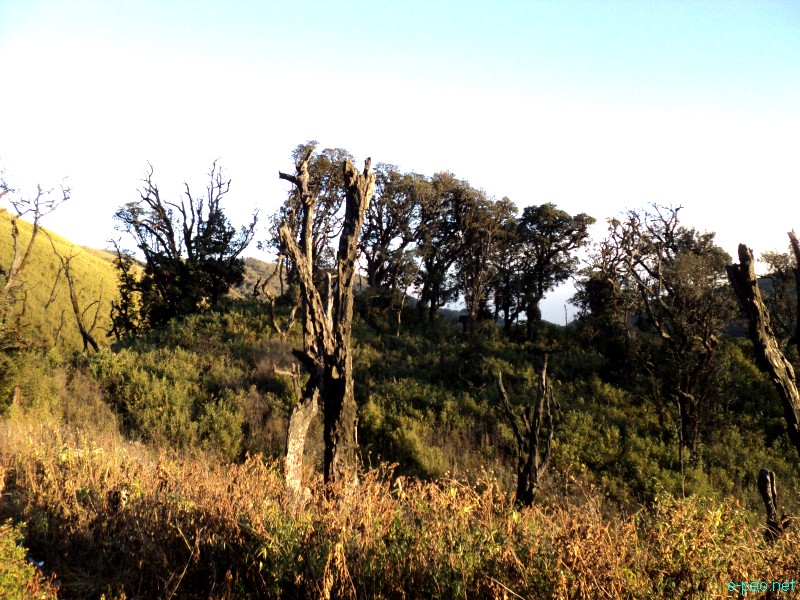 Dzuko Valley trip /  Exploration  during Sangai Tourism Festival 2012 :: November 2012